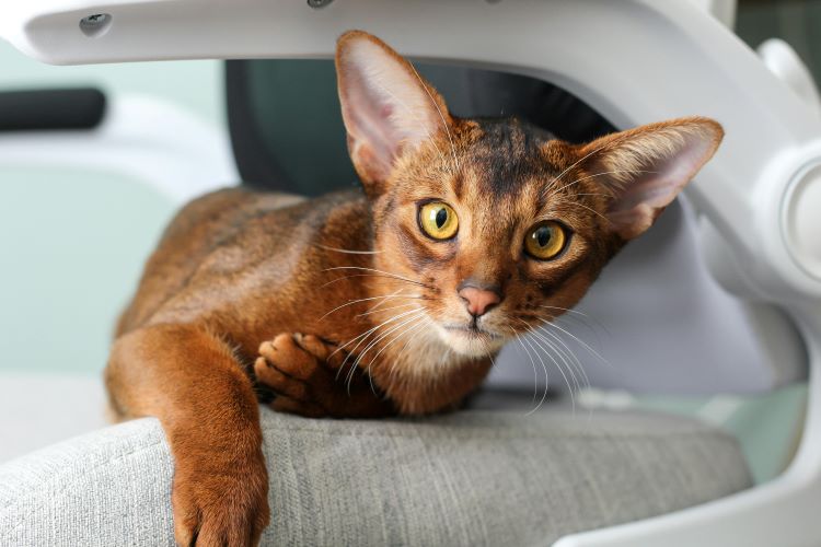 A reddish-brown Abyssinian cat looking forward with yellow eyes from the side of a desk chair.