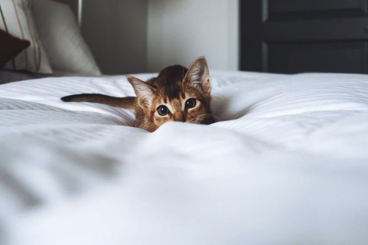 abyssinian-kitten-playful