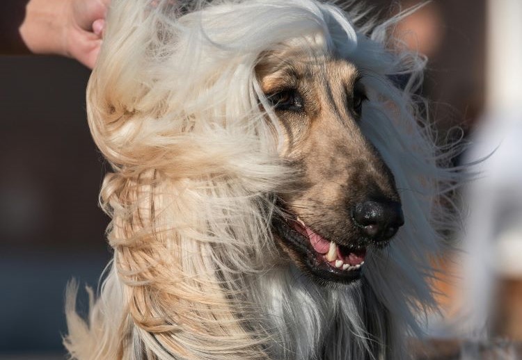 An Afghan Hound with long hair around its head blowing in the wind.
