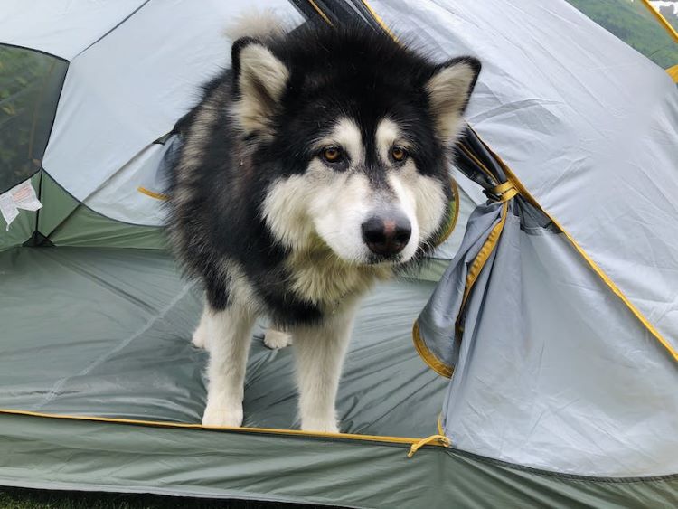 An Alaskan Malamute dog looks out of a camping tent.