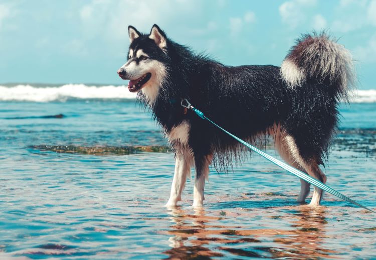 An Alaskan Malamute standing in shallow ocean water while on a blue leash.