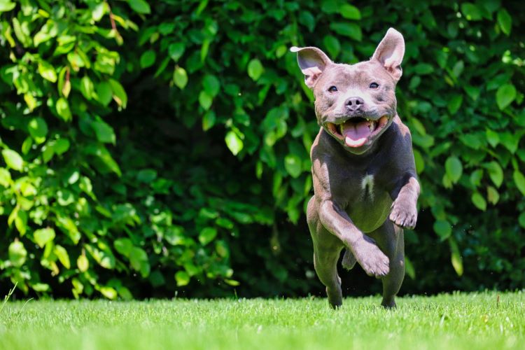Gray American Pit Bull Terrier jumping across green grass.