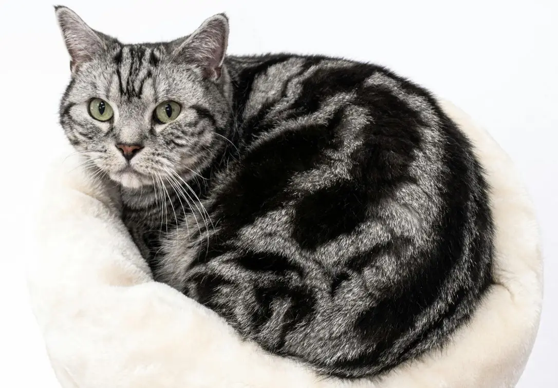 A gray and black American Shorthair cat curled up in a light beige cat bed.