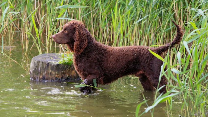 An American Water Spaniel dog standing in water.