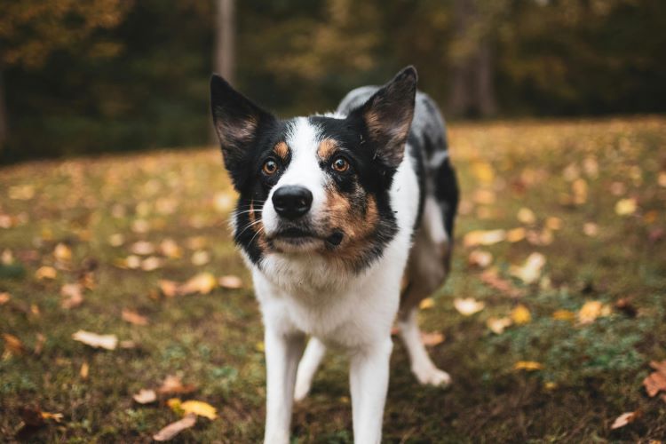 A multicolor dog standing outdoors looking anxious, a common misunderstood dog behavior.