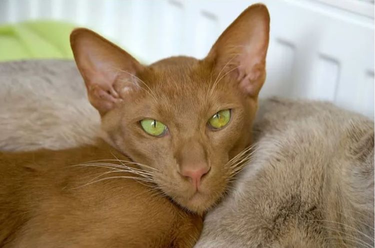 A long-faced auburn oriental shorthair cat with green eyes and hypoallergenic coat.