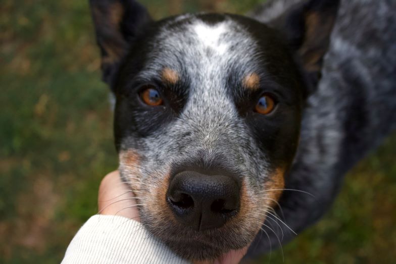 Australian Cattle Dog resting its face in human hand as a reminder of dog heartworm awareness.