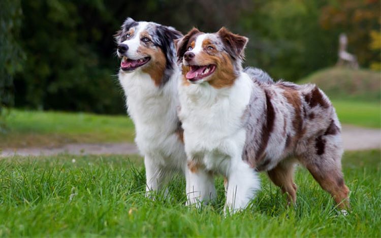 australian-shepherds-two-dogs