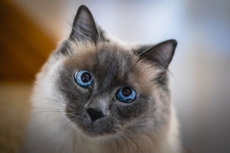 A balinese cat with blue eyes staring into your soul.