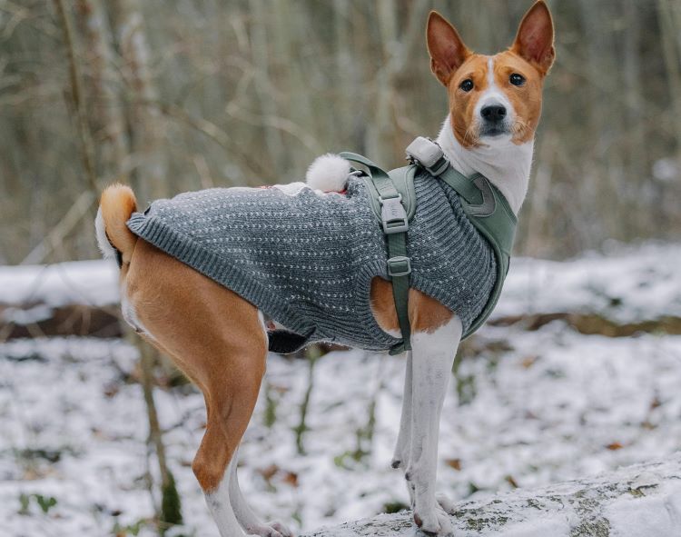 A Basenji dog standing outside in winter wearing a grey vest.