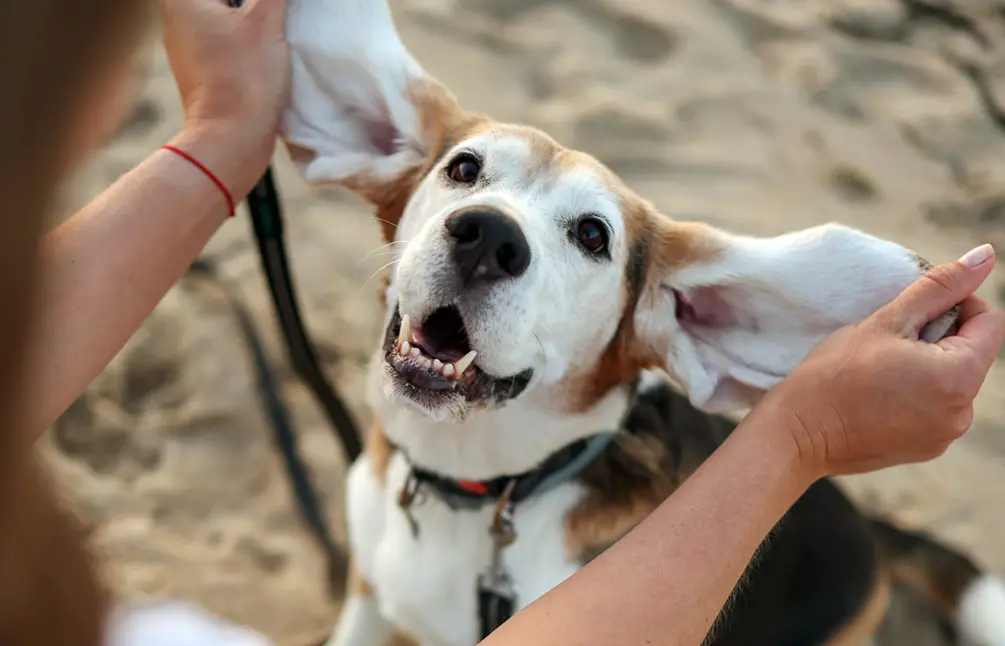 Female pet owner holding out her dog's ears on a beach