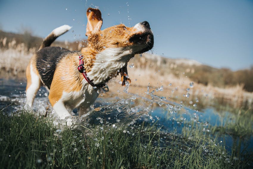 Beagle in a red and white collar splashing in water.