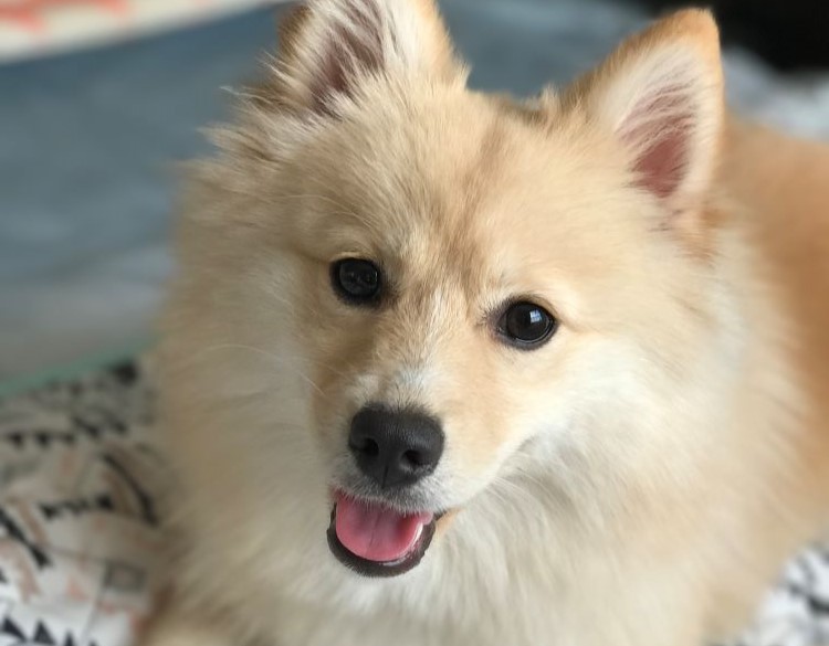 A beige or light brown Pomsky with brown eyes with a happy expression. — Maya Papaya the Pomsky