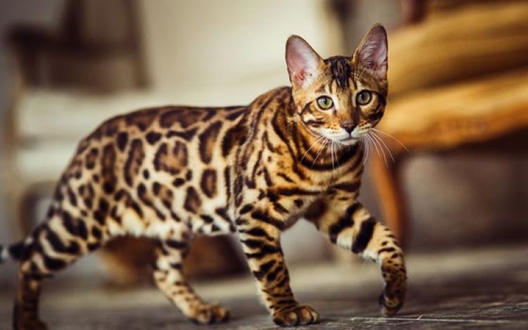 bengal-cat
