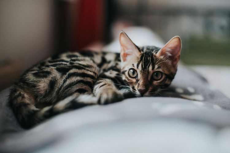 A Bengal kitten curled up on the back of a sofa looking forward with ears up.