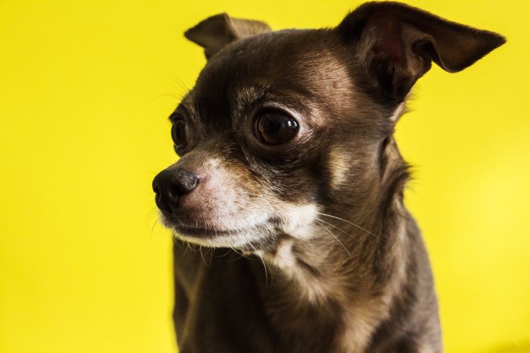 black-chihuahua-yellow-background