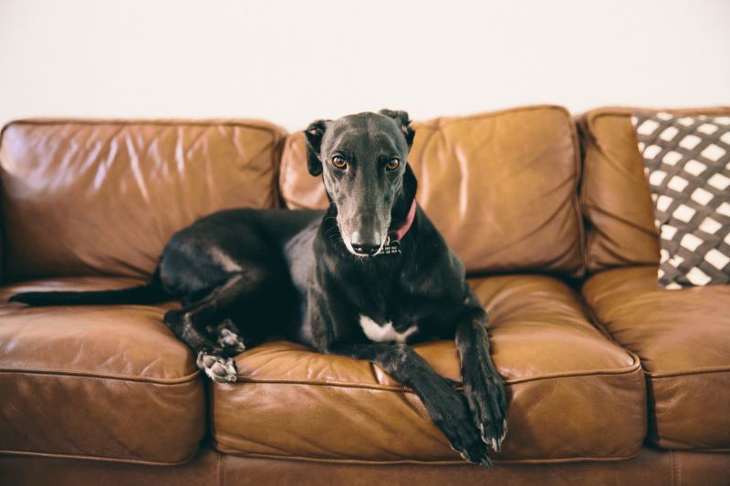 A black greyhound dog lays on a couch.