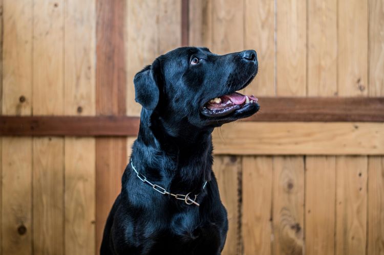 black-lab-chain-collar