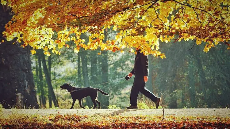 black-lab-owner-walking