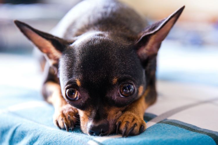 A black and tan chihuahua laying with its head between paws on a checkered blanket.