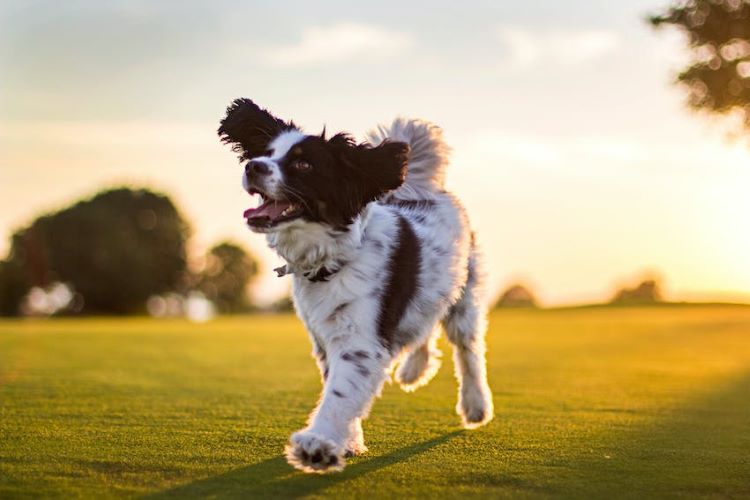 Black and white dog running in a summer field.