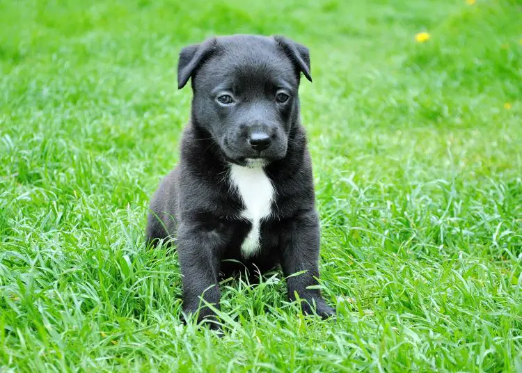 Young black puppy with white markings sitting on green grass after getting sick.
