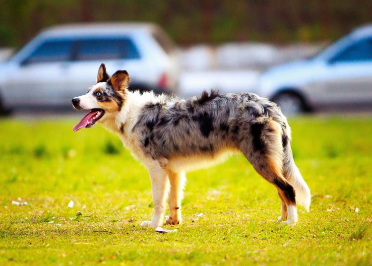 Adult blue merle Australian Shepherd standing on a lawn and looking up with tongue out.