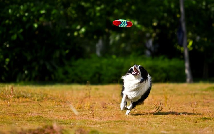 A Border Collie running to catch a frisbee in a field.