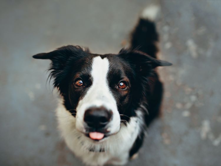 Border Collie dog breed looking up with its tongue out.
