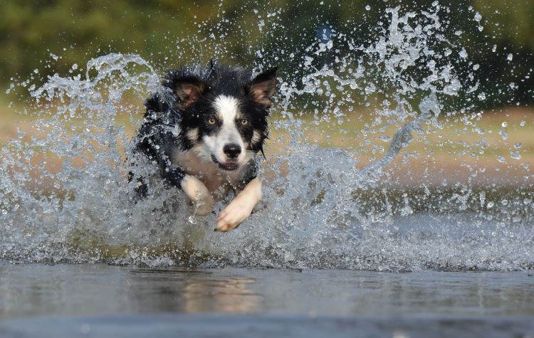 A Border Collie running through water demonstrating agility.