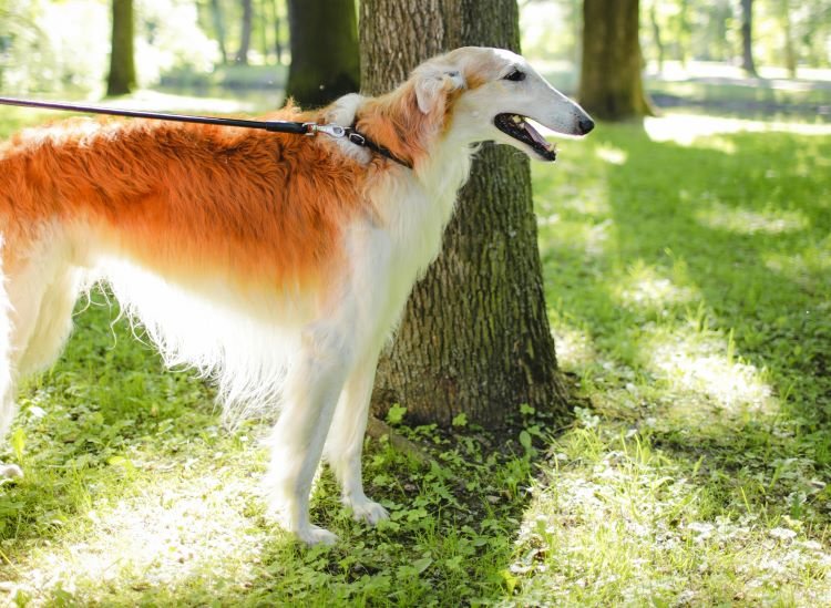 A borzoi type of sighthound standing on a leash outdoors in a sunny wooded area.
