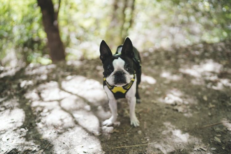Boston terrier on an outdoor path in a yellow harness.