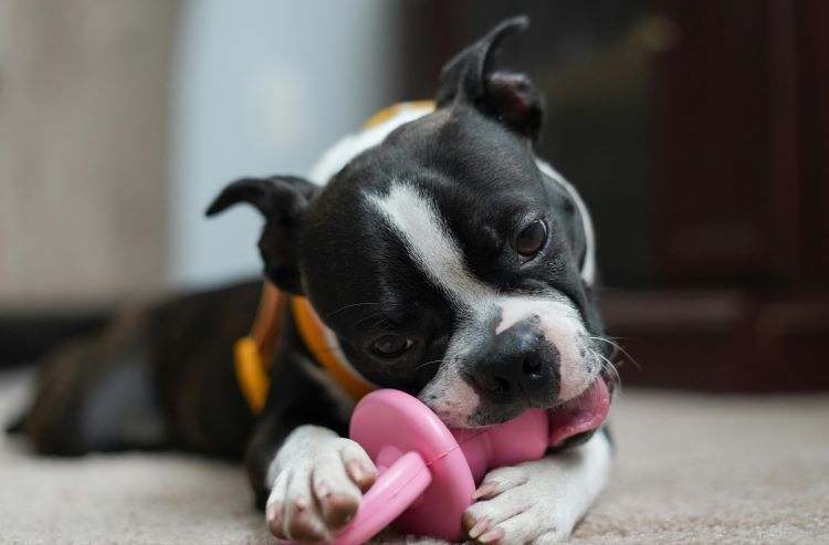 A Boston Terrier puppy ready for adoption on the floor with a pink chew toy.