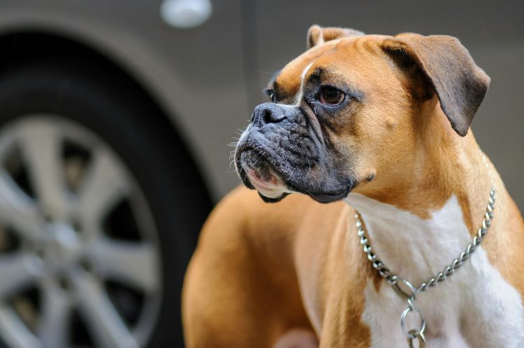 Boxer dog wearing a choke collar standing in front of a car looking to the side.