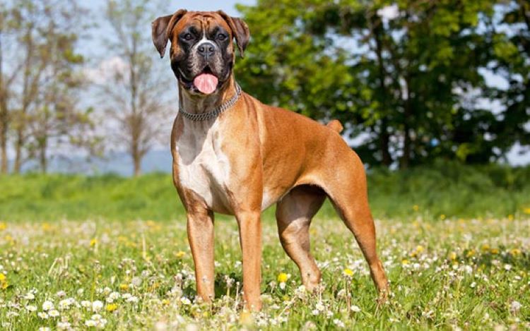 boxer-field-spring