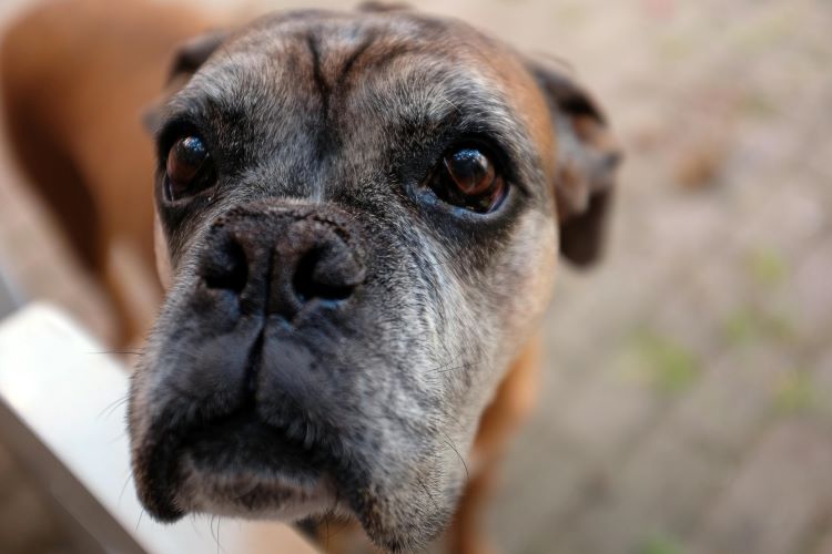 boxer-snout