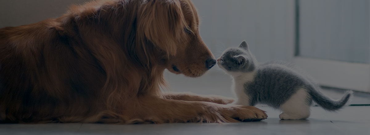 breed-dog-kitten-fill