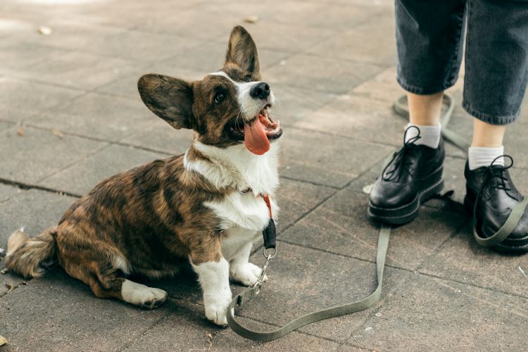 A cardigan corgi with a brindle and white coat sitting outside with its tongue out and dog owner standing nearby.