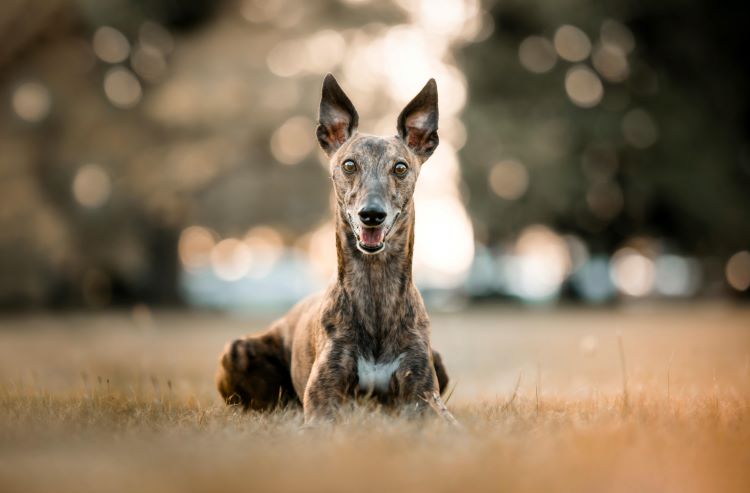 cards Greyhound Dog Breed Guide