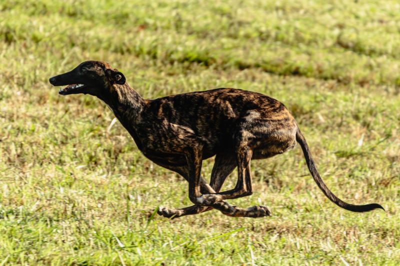 Brindle coat greyhound running through a field.