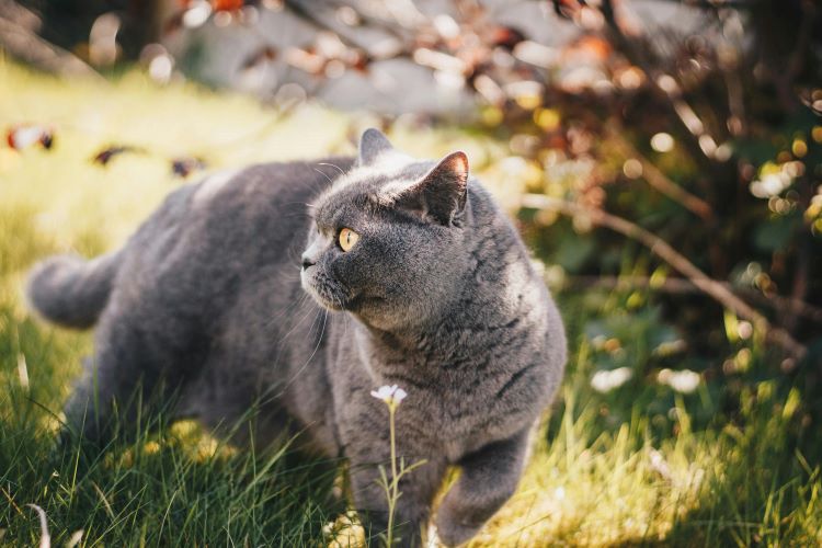 A gray British Shorthair cat outdoors looking sideways.