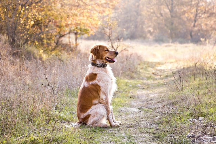 A dog sitting outdoors in a collar showing typical Brittany dog breed coloring and coat pattern.