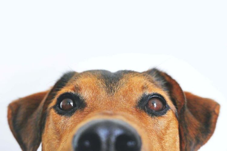 Close up of a brown and black dog face looking forward.