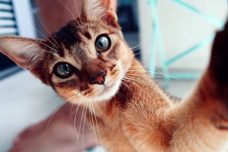 brown-cat-selfie-1-