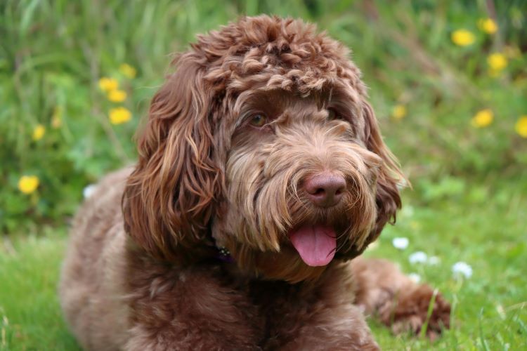 A light brown cockapoo dog breed laying in grass with tongue out.