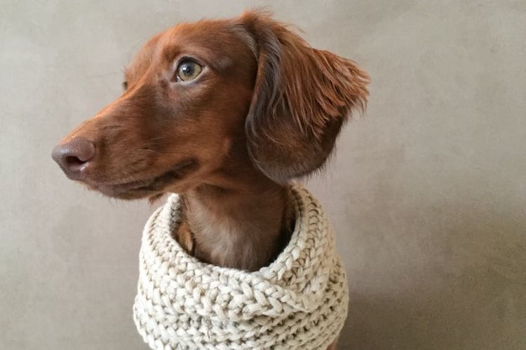 brown-dachshund-sweater-wrap