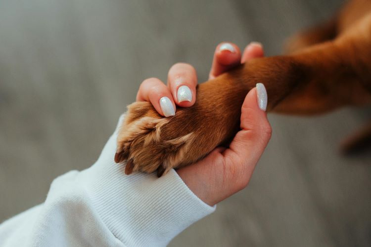 A human hand with white nails holding a brown dog paw showing a pet owner reunited with their lost dog.