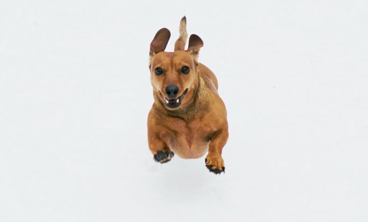 brown-mini-dachshund-leaping