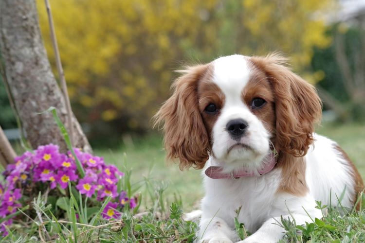 Small white and brown dog with spring allergies sitting outside next to purple flowers.