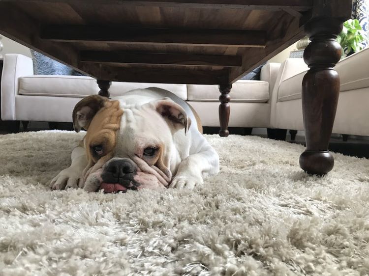 bulldog-under-table